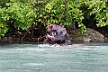 Alaska Wildlife-32